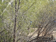 Malurus splendens melanotus