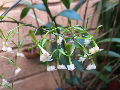 Epidendrum isthmi Schltr.
