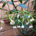 Epidendrum isthmi - Photo (c) Luis Alberto, algunos derechos reservados (CC BY-NC), subido por Luis Alberto