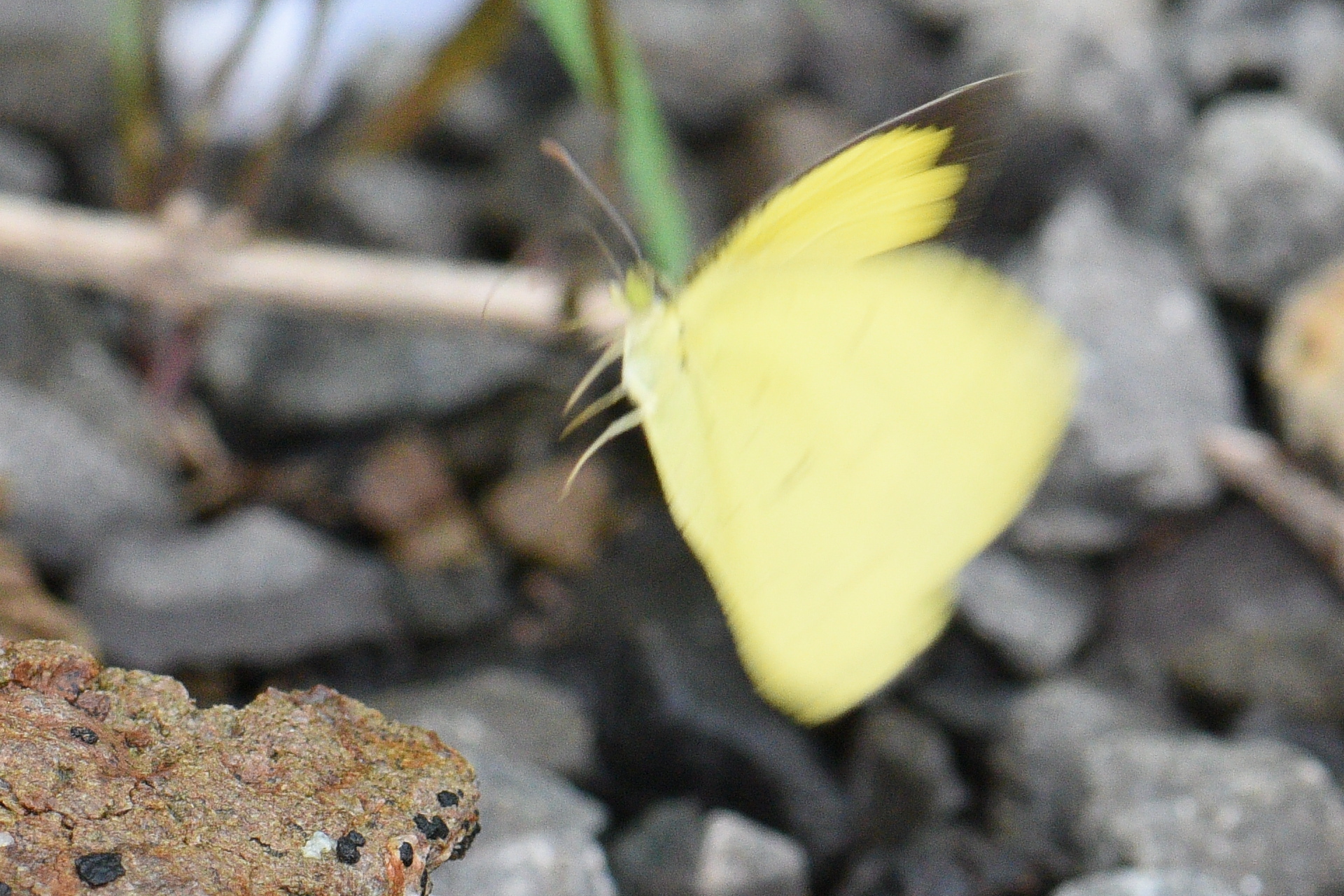 Common Grass Yellow