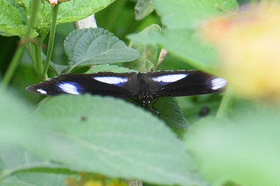 Great Eggfly