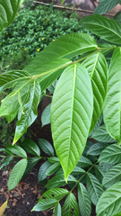 Magnoliopsida