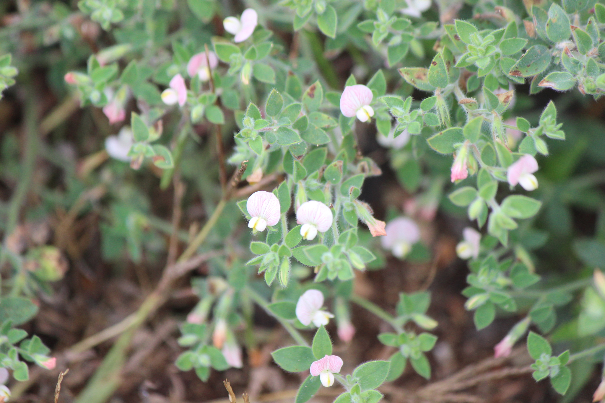 Acmispon americanus