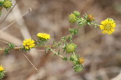 Centromadia parryi australis