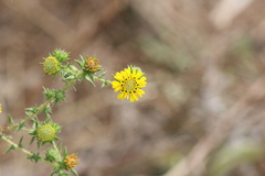 Centromadia parryi australis