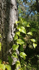 Smilax californica