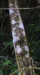 Schnella microstachya