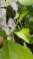 Smilax californica