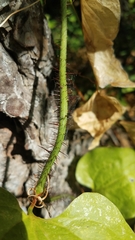 Smilax californica