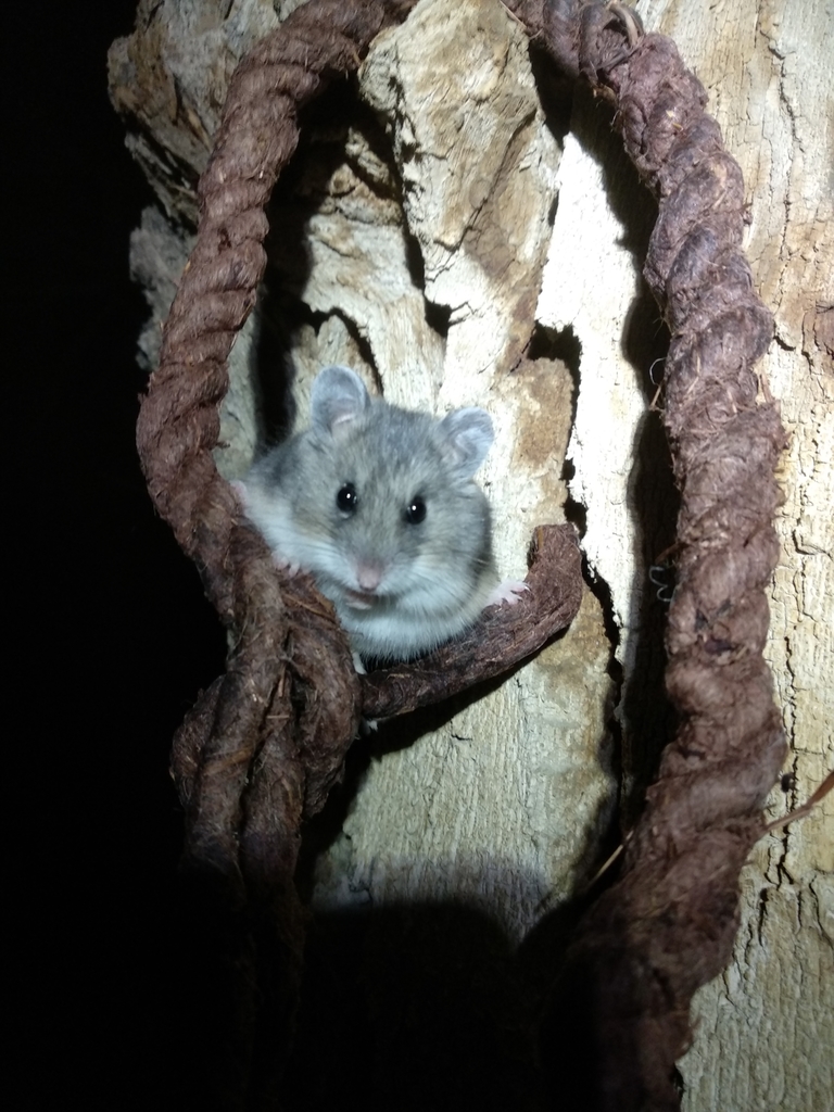 Campbell's Hamster