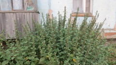 Urtica platyphylla