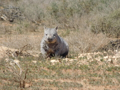 Lasiorhinus latifrons