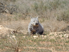 Lasiorhinus latifrons