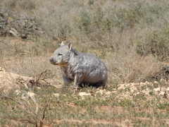 Lasiorhinus latifrons