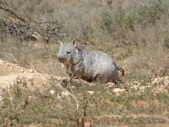 Lasiorhinus latifrons