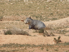 Lasiorhinus latifrons