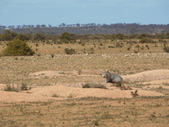 Lasiorhinus latifrons