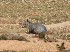 Lasiorhinus latifrons