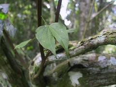 Schnella microstachya