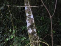 Schnella microstachya