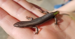 Lampropholis guichenoti