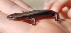 Lampropholis guichenoti