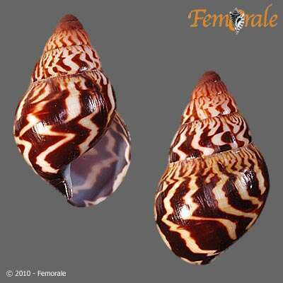 Achatina weynsi