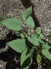 Reynoutria japonica