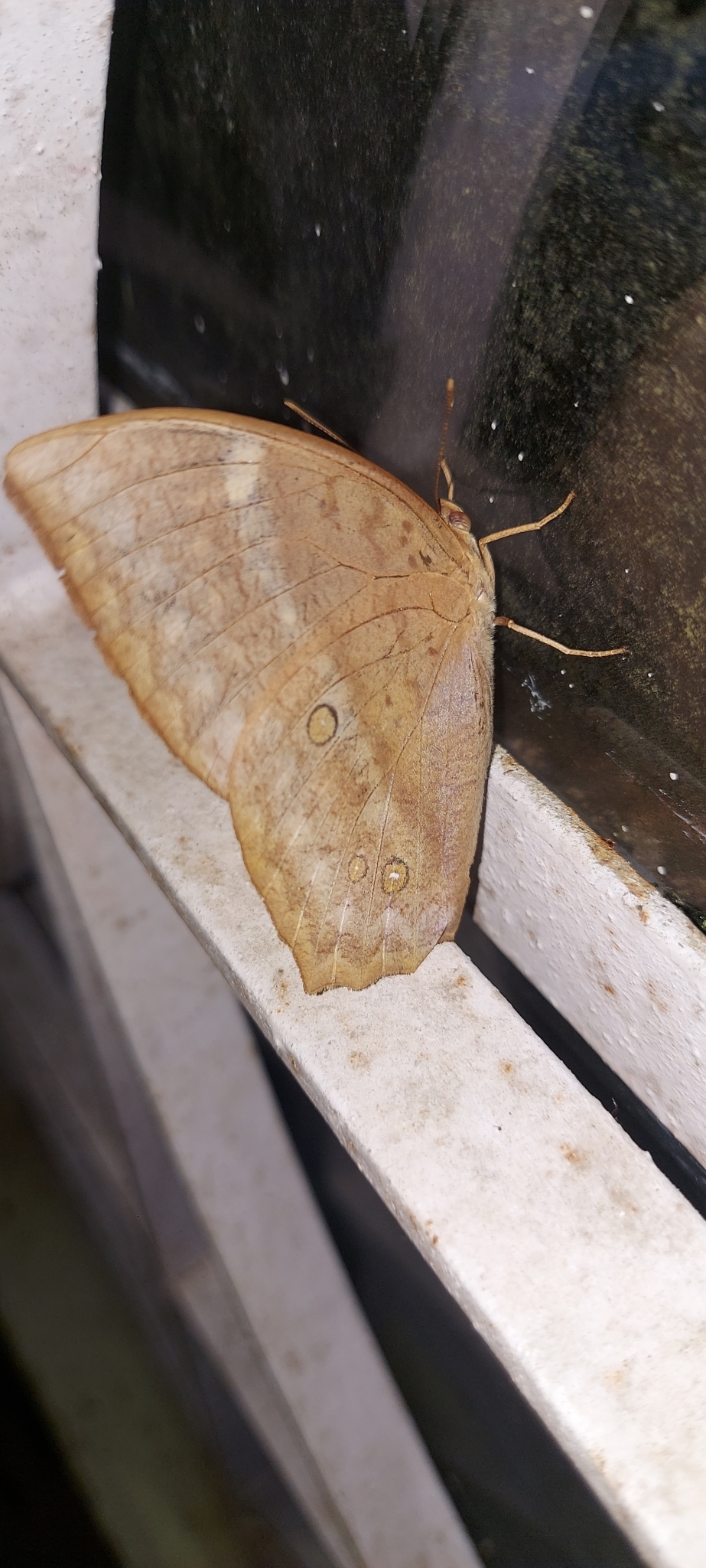 Common Duffer