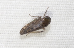 Marganana suilla