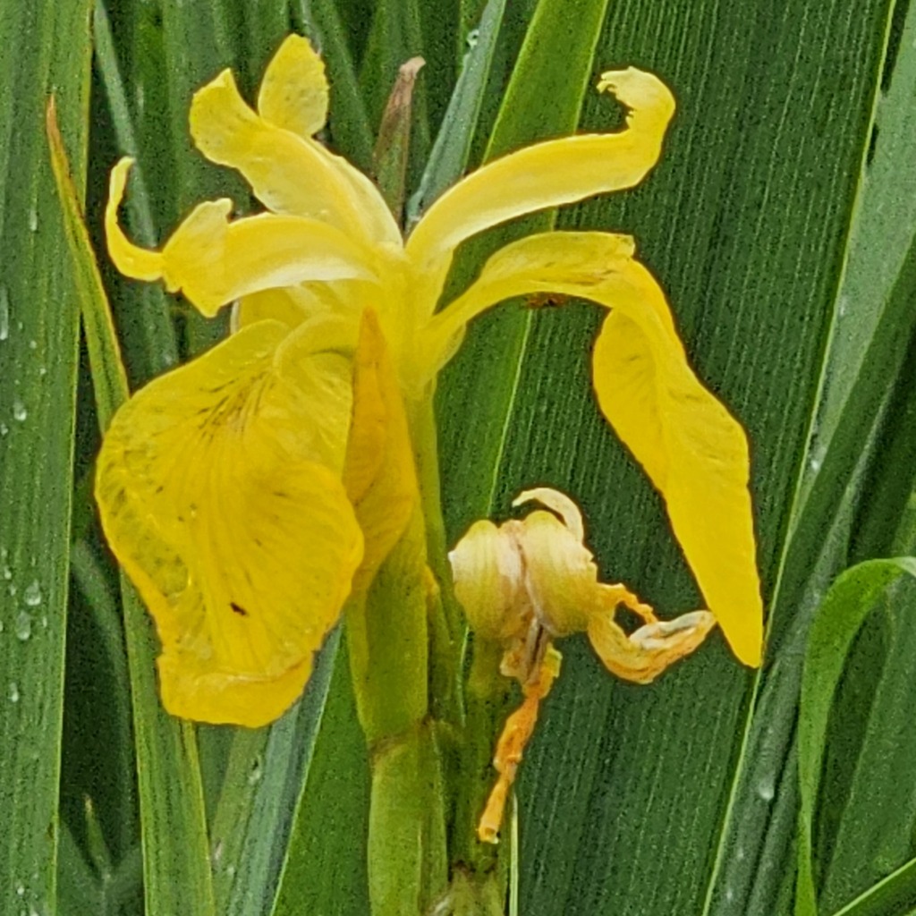 Iris