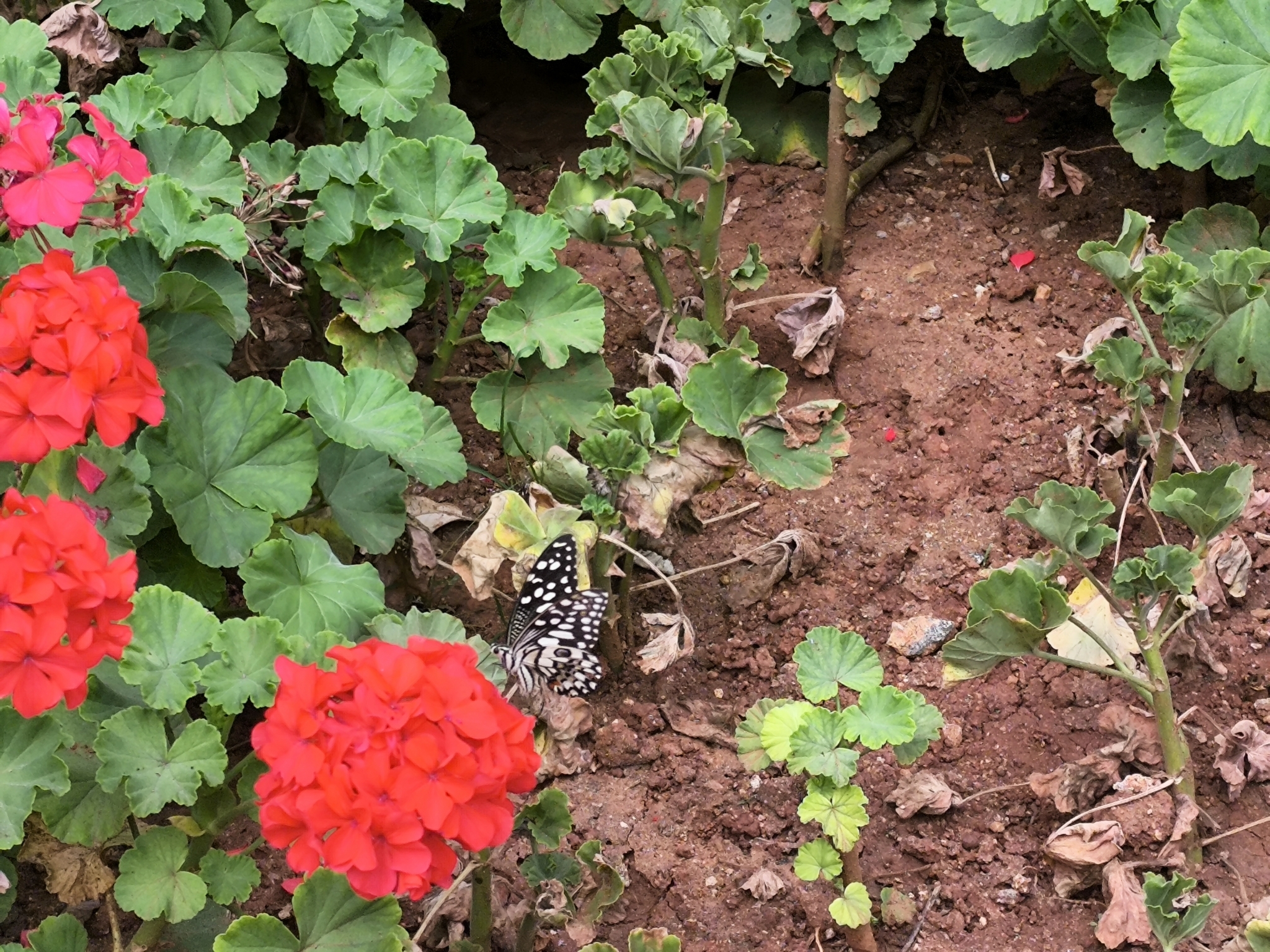 Lime Swallowtail