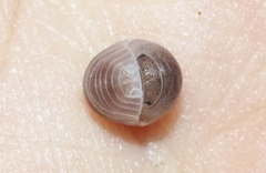 Venezillo arizonicus