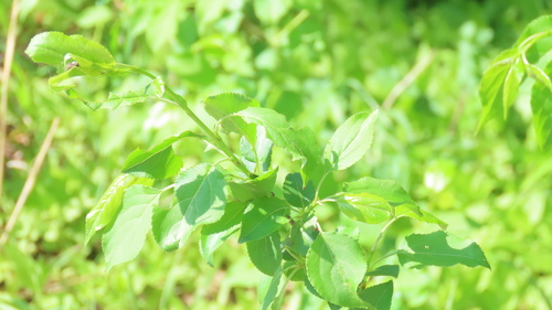 Malus baccata