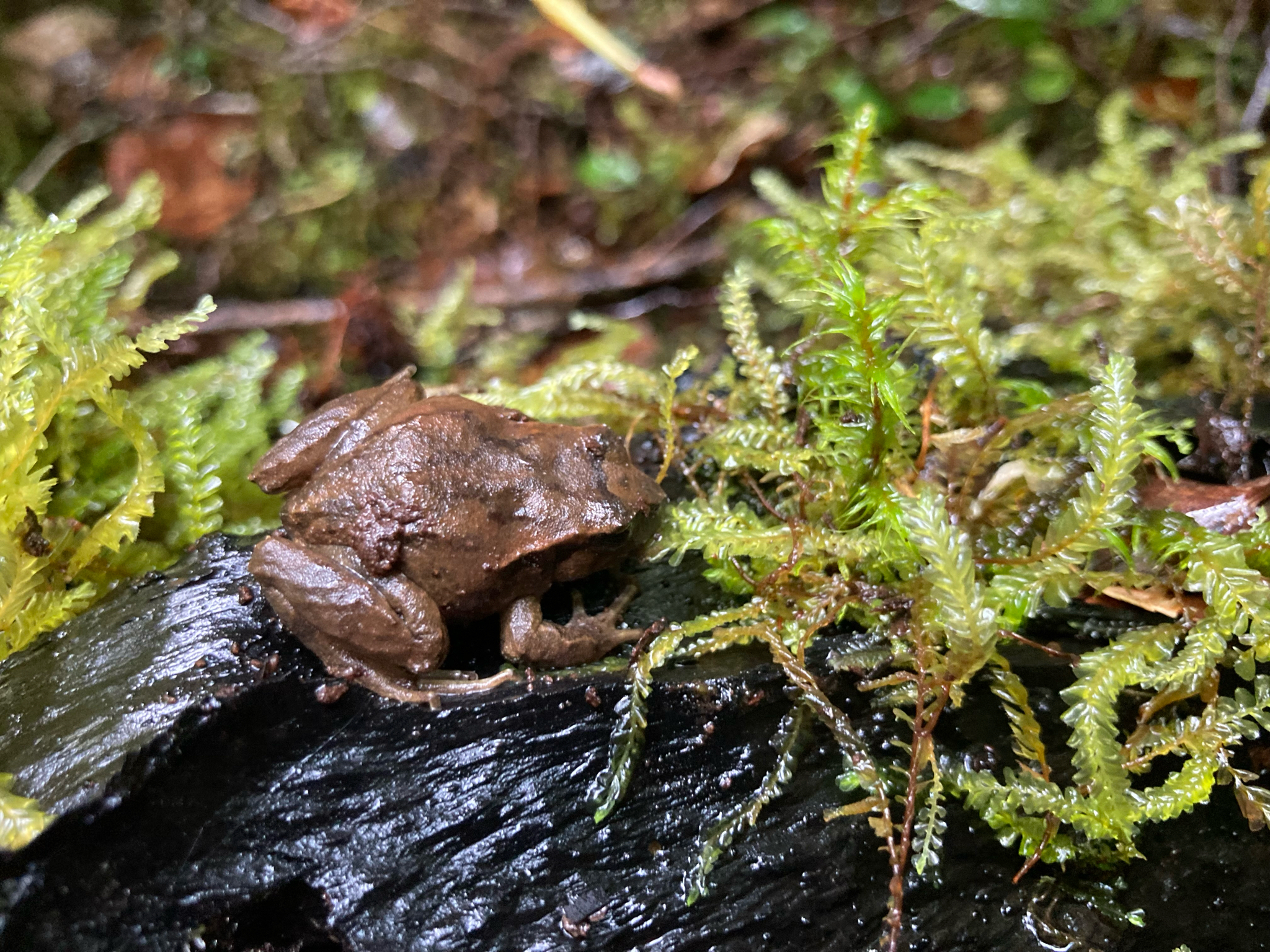 Eupsophus calcaratus (Günther, 1881)