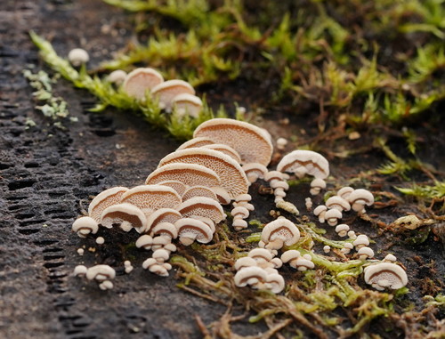 Panellus pusillus nuotrauka