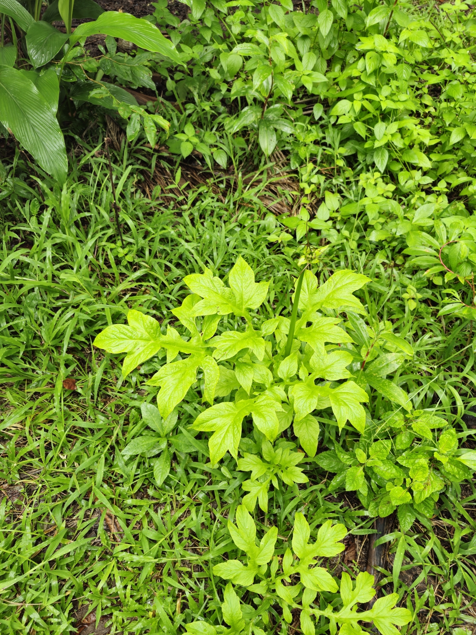 Tacca leontopetaloides (Tacca leontopetaloides)