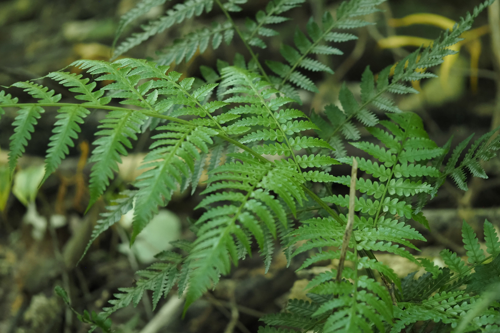Pteridophyta