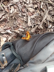 Byblia anvatara crameri