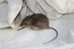 Heteromys pictus