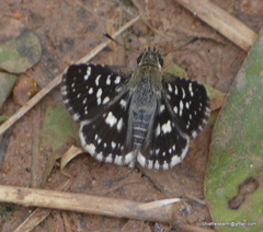 Spialia galba