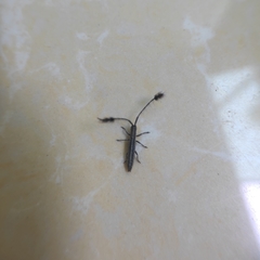 Eucomatocera vittata