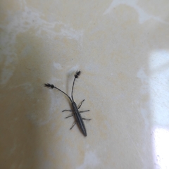 Eucomatocera vittata