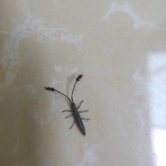 Eucomatocera vittata