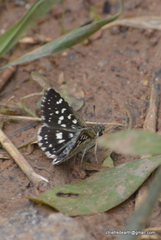 Spialia galba