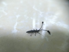 Eucomatocera vittata