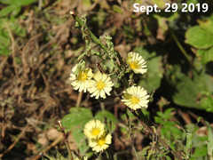 Lactuca indica