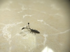 Eucomatocera vittata