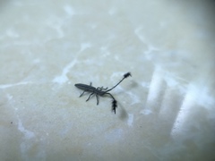 Eucomatocera vittata