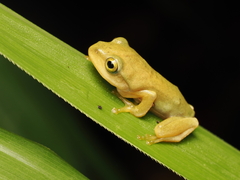 Green Flying Frog photo 2